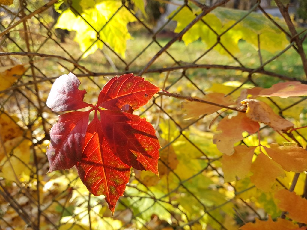Los Tipos de Vallas Metálicas