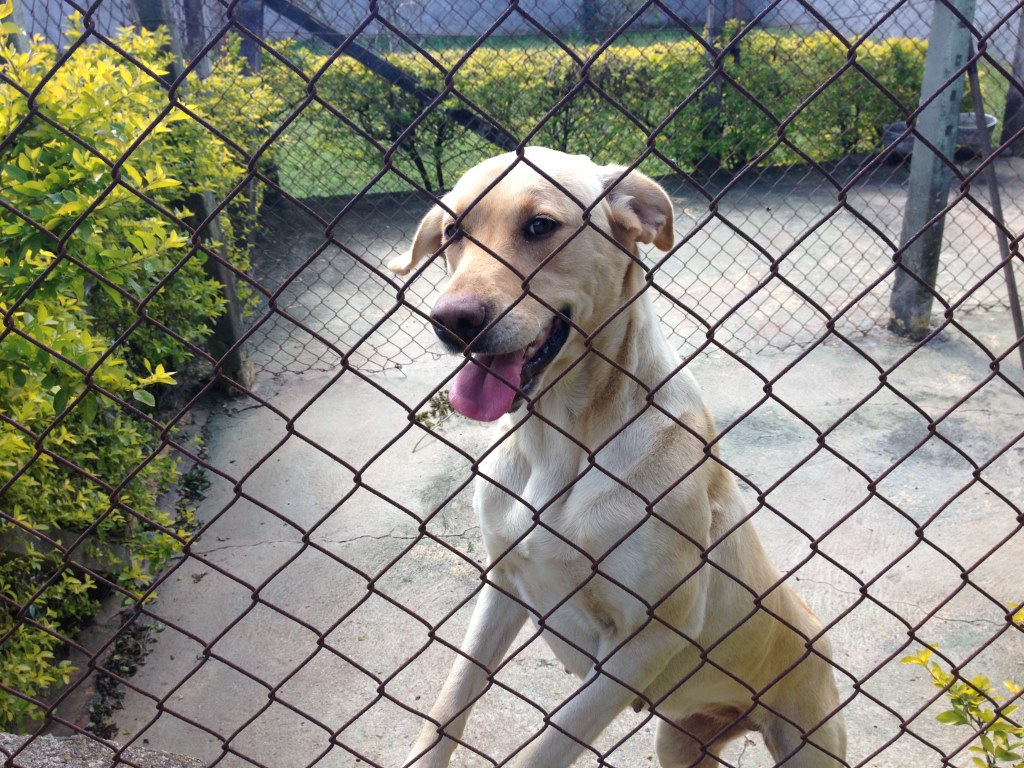 Consejos vallas metálicas para animales domésticos