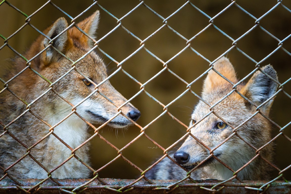 vallas metálicas contra animales salvajes