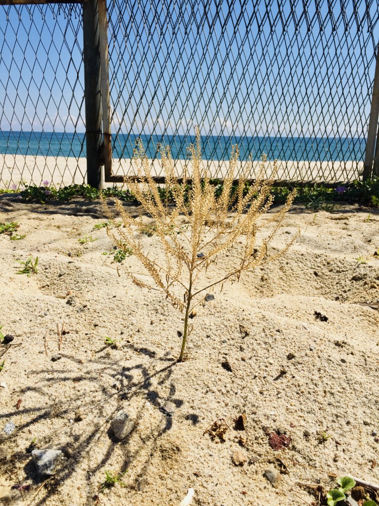 valla metálica en suelo arenoso