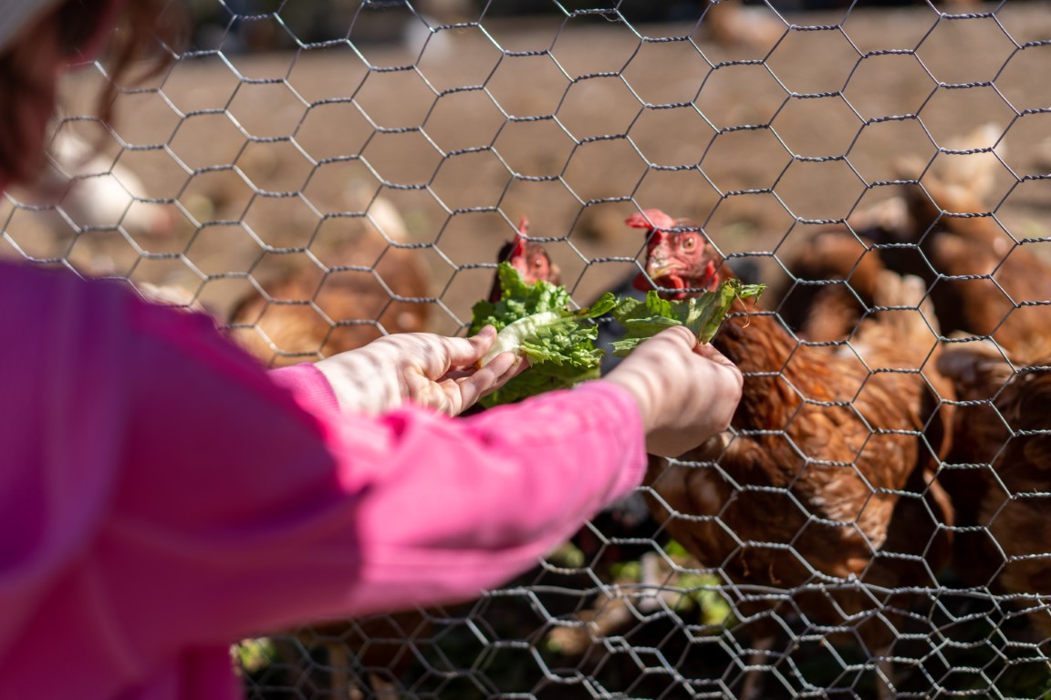 Mallas de Gallinero: Todo lo que necesitas saber
